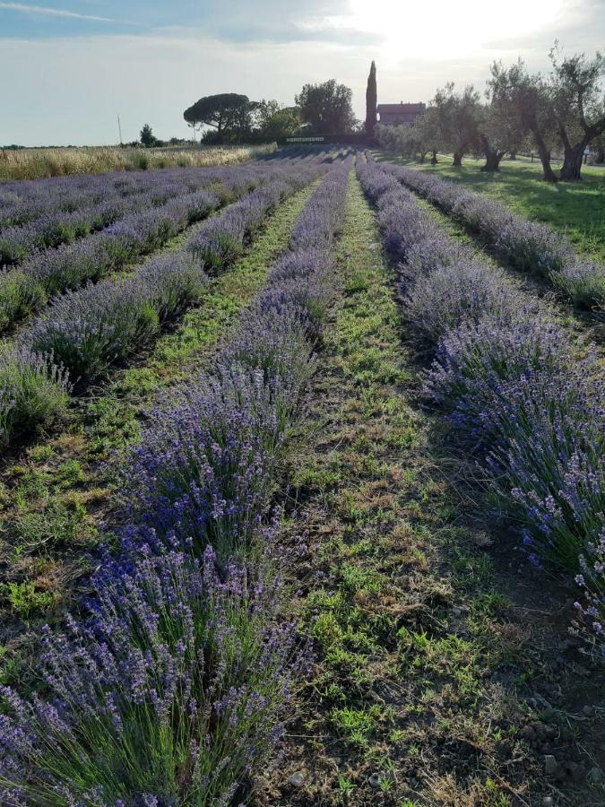 Tenuta Di Pontesodo 蒙塔尔托迪卡斯特罗 外观 照片